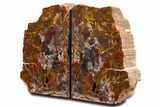 Tall Arizona Petrified Wood Bookends - Rainbow Colored #344120-1